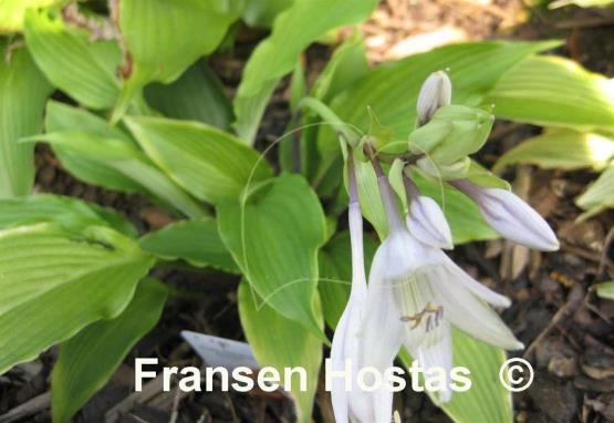 Hosta Red Neck Heaven