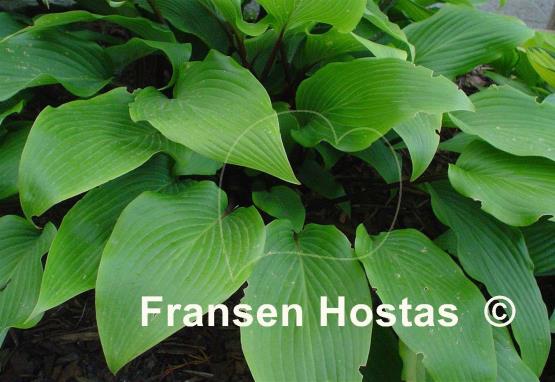 Hosta Red October
