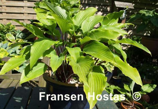 Hosta Red October