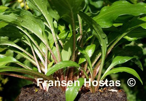Hosta Red Salamander