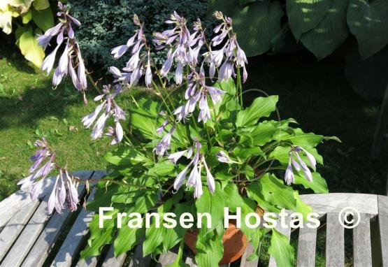 Hosta Red Salamander