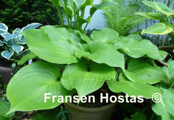 Hosta Red Sox