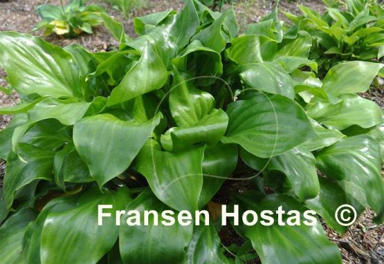 Hosta Red Stepper