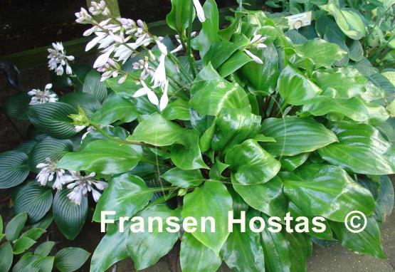 Hosta Red Stepper