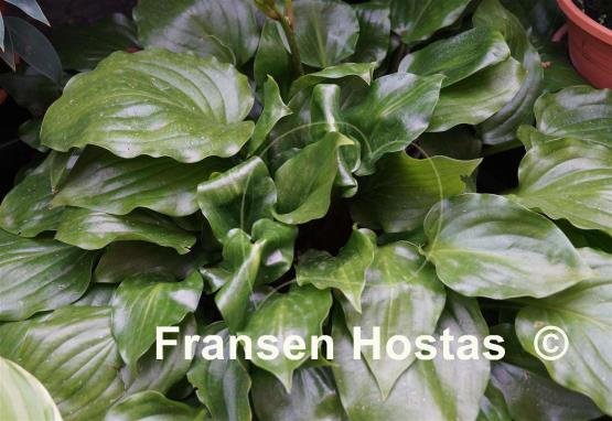 Hosta Red Stepper