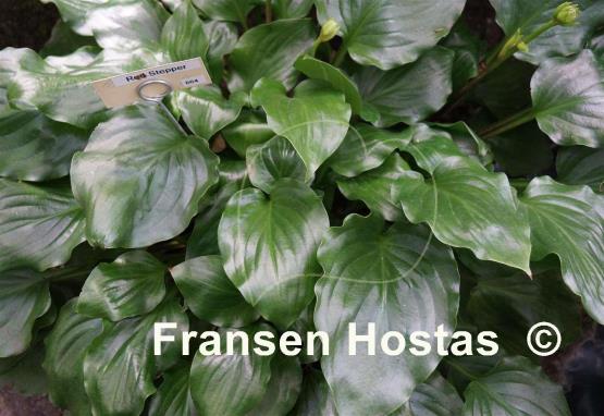 Hosta Red Stepper