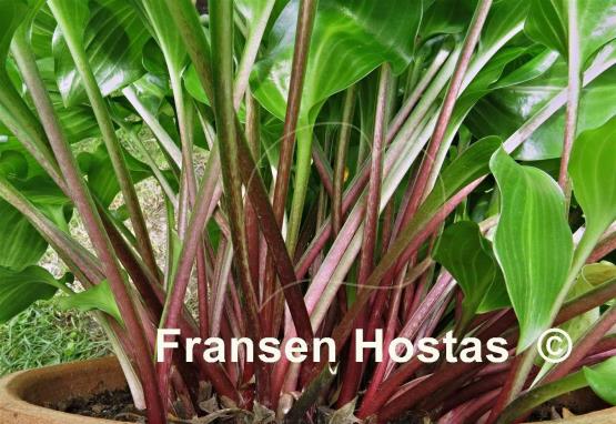 Hosta Red Stepper