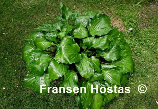 Hosta Red Stepper