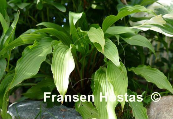 Hosta Red Stilts