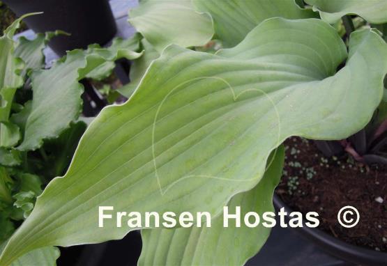 Hosta Red Wine Fries