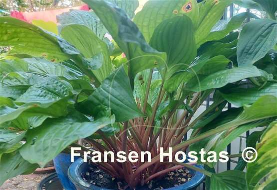 Hosta Redback Tavern