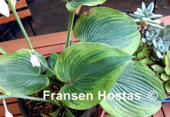 Hosta Reflected Glory