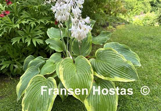 Hosta Reflected Glory