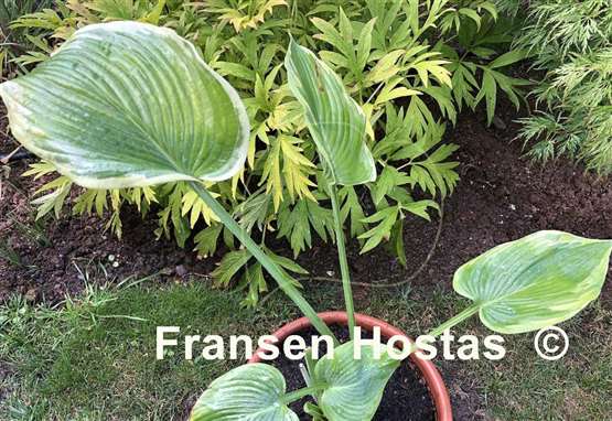 Hosta Reflected Glory