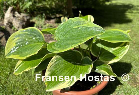 Hosta Reflected Glory