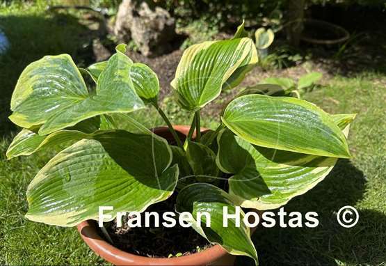 Hosta Reflected Glory