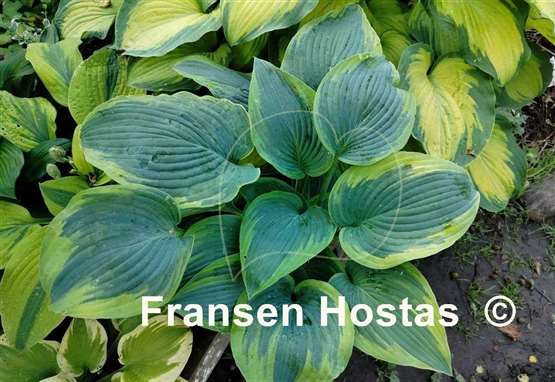 Hosta Reflected Glory