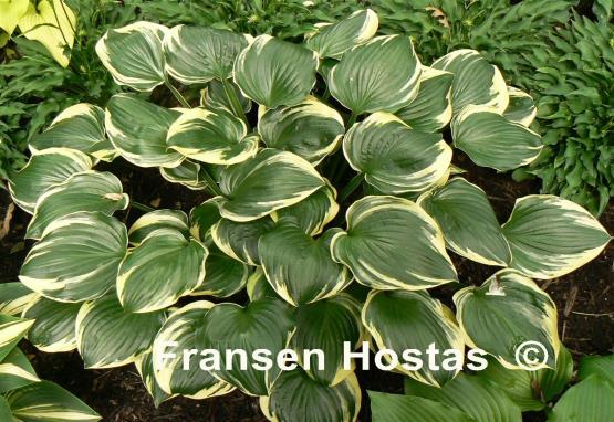 Hosta Reflections