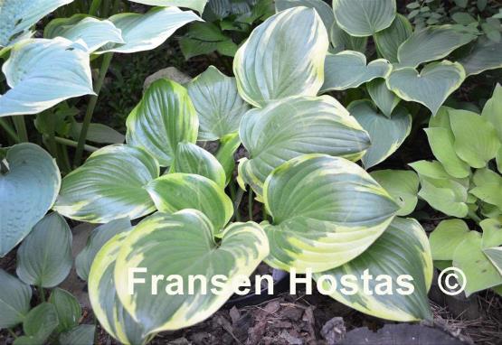 Hosta Reflections