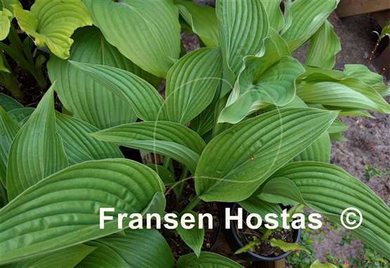 Hosta Regal Rhubarb