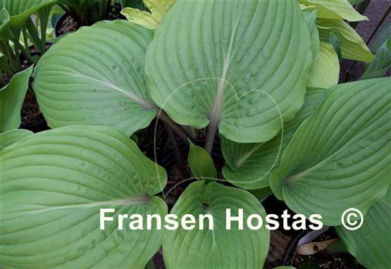 Hosta Regal Rhubarb