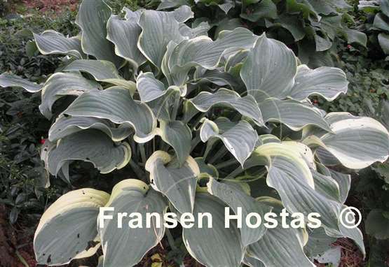 Hosta Regal Splendor