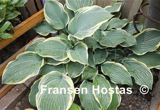 Hosta Regal Splendor