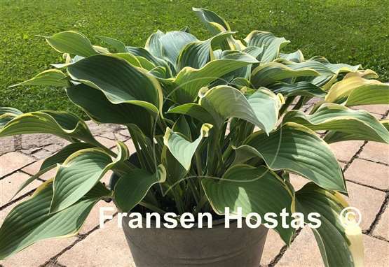 Hosta Regal Splendor