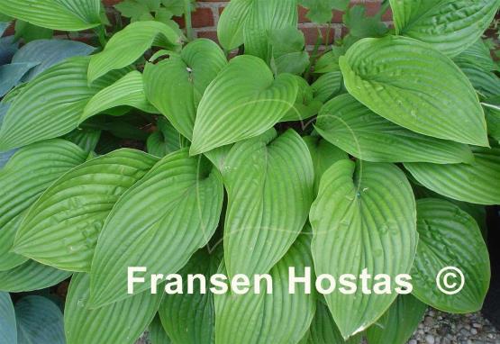 Hosta Regal Rhubarb