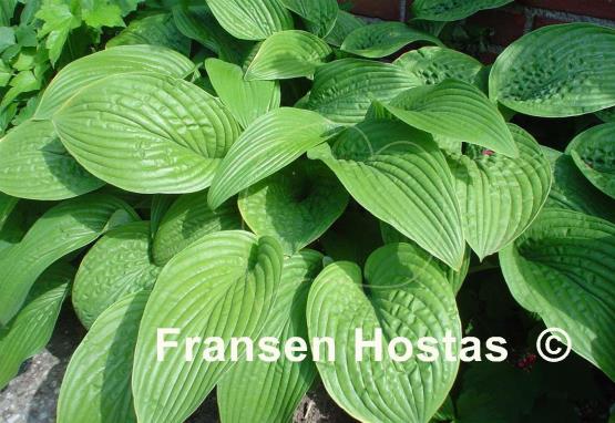 Hosta Regal Rhubarb