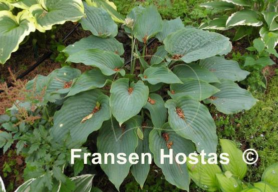 Hosta Regal Ruffles