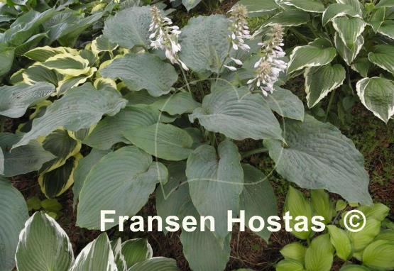 Hosta Regal Ruffles