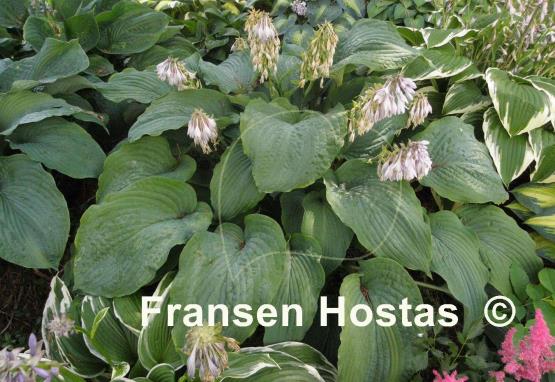 Hosta Regal Ruffles