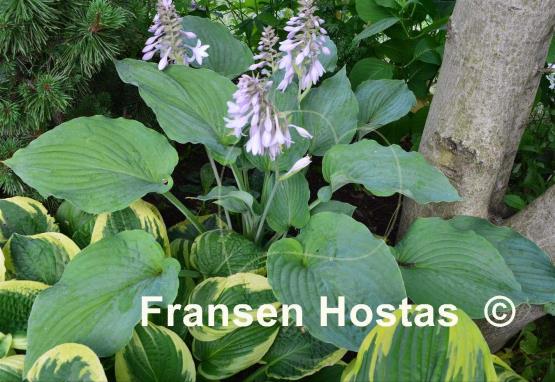 Hosta Regal Ruffles