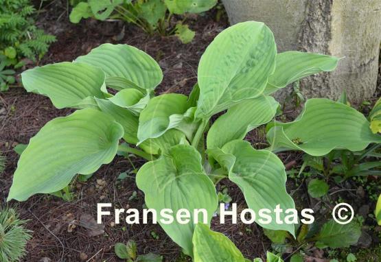 Hosta Regal Ruffles