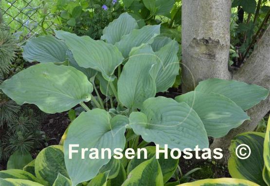 Hosta Regal Ruffles