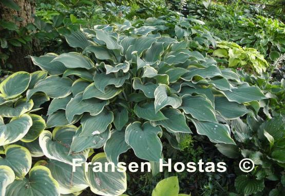 Hosta Regal Splendor