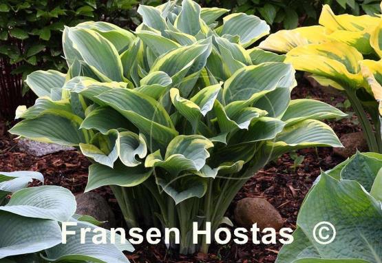 Hosta Regal Splendor