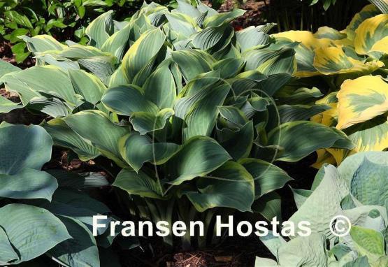 Hosta Regal Splendor
