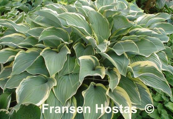 Hosta Regal Splendor