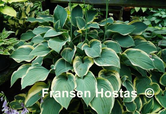 Hosta Regal Splendor
