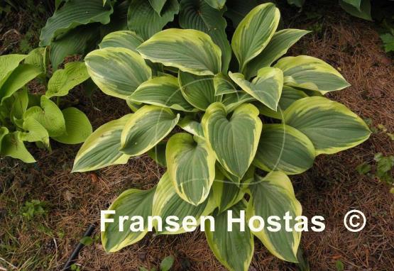 Hosta Regal Supreme