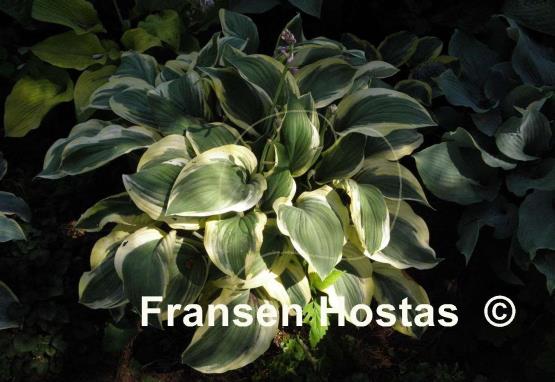 Hosta Regal Supreme
