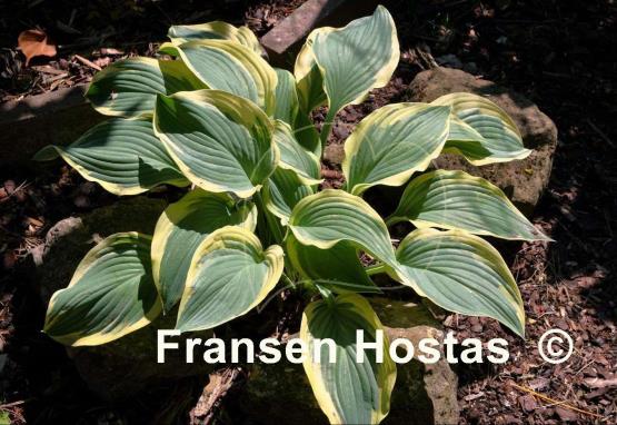 Hosta Regal Supreme