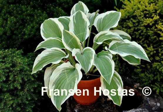 Hosta Regal Supreme