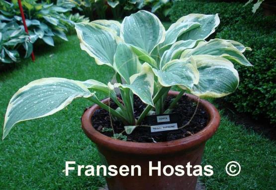 Hosta Regal Supreme