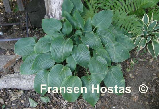 Hosta Reginald Kaye