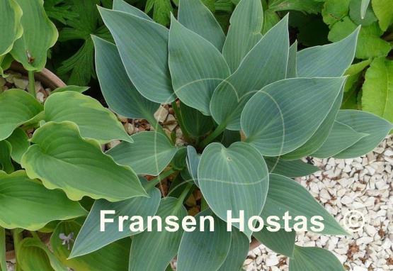 Hosta Reginald Kaye