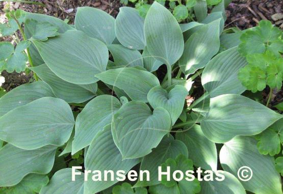 Hosta Reginald Kaye