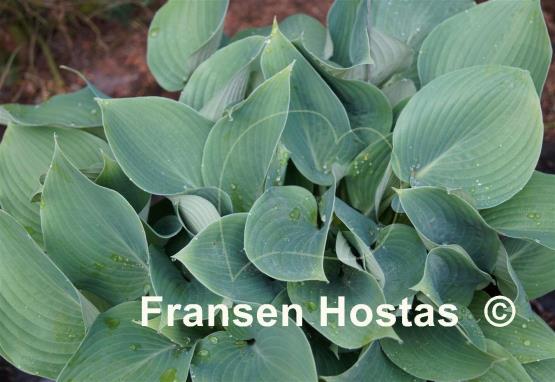 Hosta Reginald Kaye